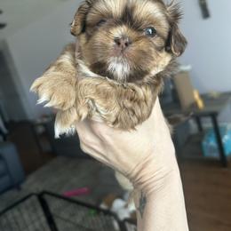 Chocolate liver girl with white markings - Liver female Shih Tzu puppy in Dallas, Texas from Almost Heaven Shih Tzu