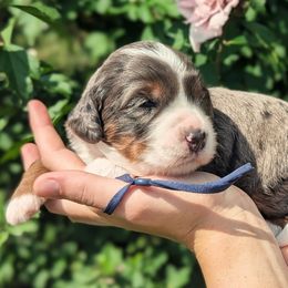Star - Blue merle female Bernedoodle puppy in Mount Pleasant, Tennessee from Amy Brewer