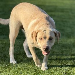 COOKIE - Labrador Retriever