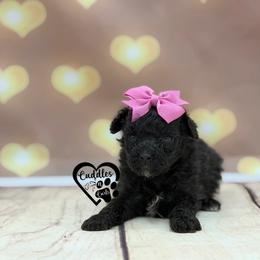 Pixie - Black female Poodle puppy in Nashville, Arkansas from Cuddles n Curls