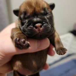 French Bulldog Puppies from Smith's Small Town Frenchies