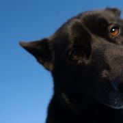 Gerberian Shepskies and Sporty Mixes from Northwoods Mystic Pawz