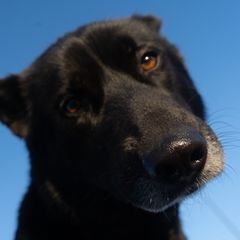 Gerberian Shepskies and Sporty Mixes from Northwoods Mystic Pawz
