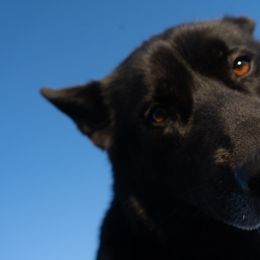 Gerberian Shepskies and Sporty Mixes from Northwoods Mystic Pawz