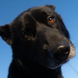 Gerberian Shepskies and Sporty Mixes from Northwoods Mystic Pawz