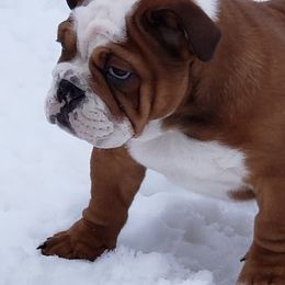 Bulldogs and Pembroke Welsh Corgis from Double T's Bulldogs