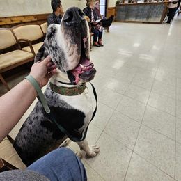 Cami - Mantle merle female Great Dane puppy in Arlington, Texas from Scoober Danes
