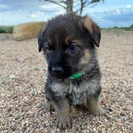 Green - Black and tan male German Shepherd puppy in Wellington, Colorado from Smithcoshepherds