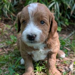 Yellow - Apricot male Goldendoodle puppy in Midland, North Carolina from Alger Farm, LLC
