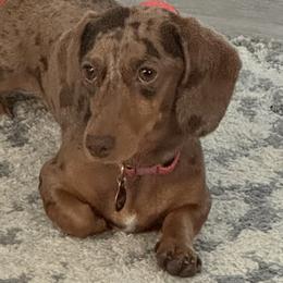 Scarlett - Dachshund