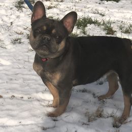 indi - French Bulldog