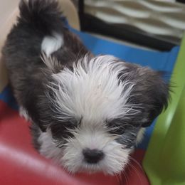 Carrie - female Shihpoo puppy in Kernersville, North Carolina from SweetTee's Shih Tzus LLC