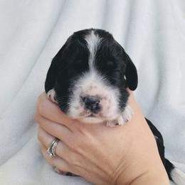 Spring - Black and white female English Springer Spaniel puppy in Casa Grande, Arizona from The Spaniel Garden