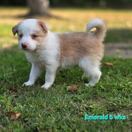 Emerald - Gold female Border Collie puppy in Richmond, Maine from Lil Maine Border Collies