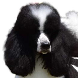 Poodles from WOW Parti Poodles