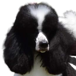 Poodles from WOW Parti Poodles