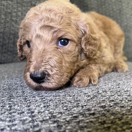 Boy 4 - Cream male Poodle puppy in Jurupa Valley, California from gucci_bentleys_goldendoodles