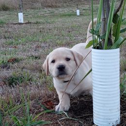 Labrador Retriever Puppies from Taylor Maid Labradors