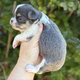 Ansley - Blue and tan female Chihuahua puppy in Newport Beach, California from Exotic City Pomeranians and chihuahuas