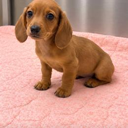 GIRL 4 CKC - Red female Dachshund puppy in Nacogdoches, Texas from S7 Dachsunds