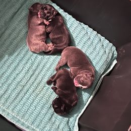 French Bulldog Puppies from Pet frenchies
