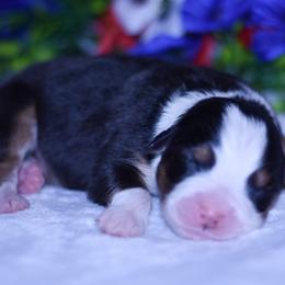 Girl 2 - Black tri-color female Australian Shepherd puppy in Easton, Missouri from MMA Kennel