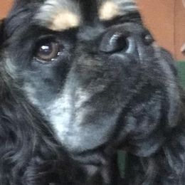 Cocker Spaniels from Moonfyre Cockers