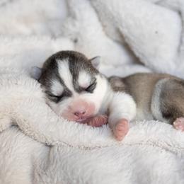 Siberian Husky Puppies from North River Siberians