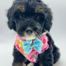 Gamora - Tri-color female Bernedoodle puppy in Thornville, Ohio from Four Front Doodles & Friends