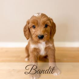 Bandit - Red  male Goldendoodle puppy in Melba, Idaho from KZ Doodles