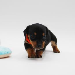 AKC Bentley - Black and tan male Dachshund puppy in Billings, Missouri from Bundles of Joy