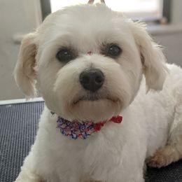 Mil Mil - Maltese