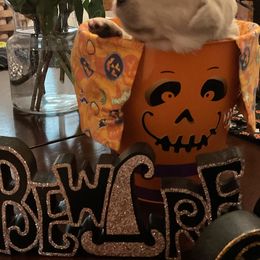 Golden Retriever Puppies from Tupelo Honey Farm's Golden Retrievers