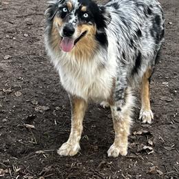 Raven - Australian Shepherd