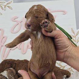 Romeo - Green Collar - Red male Double Doodle puppy in Rowlett, Texas from Parrish Precious Ones Texas