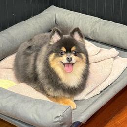 Sage - Pomeranian