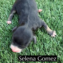 Selena Gomez - Black tri-color female Aussiedoodle puppy in Bakersfield, California from Annie's Aussies