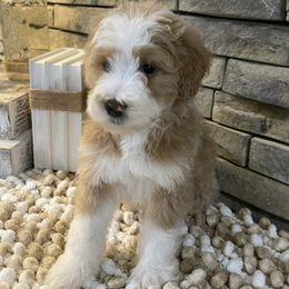 Deedee - Yellow and white female Bernedoodle puppy in Hackleburg, Alabama from The Doodle Patch