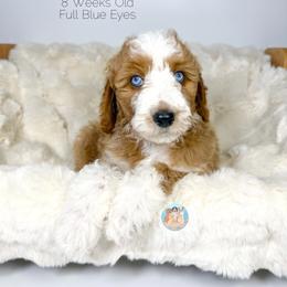 Kim - Red female Double Doodle puppy in Southwest Ranches, Florida from Dandy Doodle Ranch