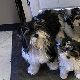 Biewer Terriers from Bama Biewers
