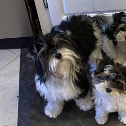 Biewer Terriers from Bama Biewers