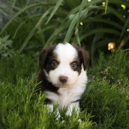 Sally - Red tri female Miniature Australian Shepherd puppy in Fairview, South Dakota from Dakota Toy Aussies