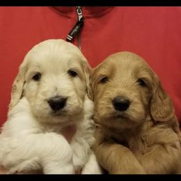 French Bulldog, Goldendoodle, and Golden Retriever Puppies from Crystal Coast Kennels, LLC