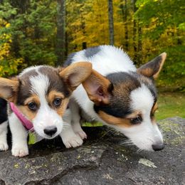 Pembroke Welsh Corgis from Windy City Corgis