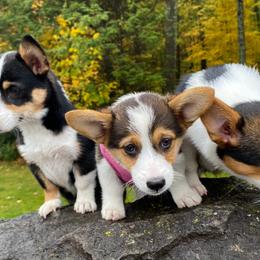 Pembroke Welsh Corgis from Windy City Corgis