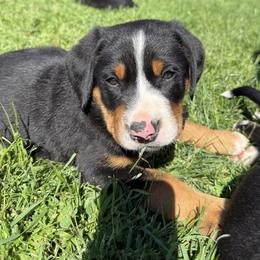 Black boy - Black, white and red male Greater Swiss Mountain Dog puppy in Woodland, Washington from Woodland Swissie’s