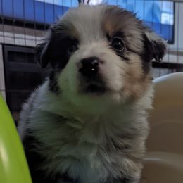 Boy 5 - Blue merle Australian Shepherd puppy in Rockford, Illinois from Andover Aussies