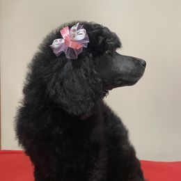 Poodle Puppies from D and D Standard Poodles