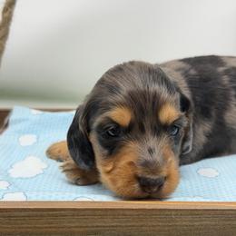 Chapel - Dapple male Dachshund puppy in Murfreesboro, Tennessee from Kimbrie's Dream Cream Doxies