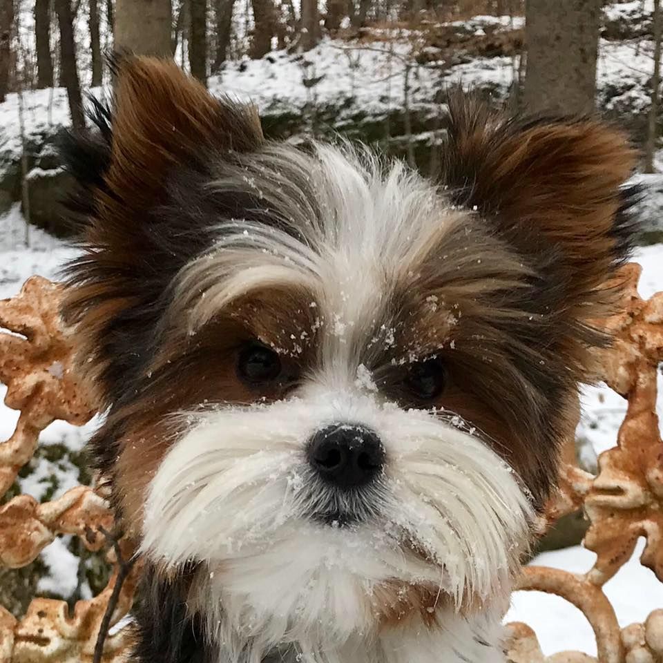 Bello Toys in Virginia Yorkshire Terrier puppies Good Dog